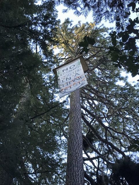 a banner hung from a platform on top of a tree that reads "no old growth logging in a climate crisis" 