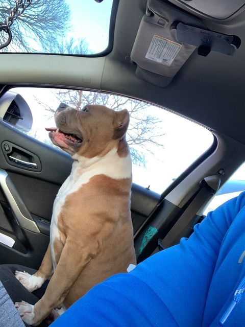 A light brown pitbull with white markings on the shoulders sits in the passenger seat of a car with its mouth open and tongue out.