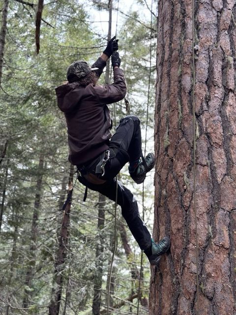 a person in climbing gear scaling a tree in a forest